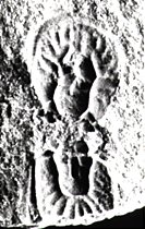 Corrugatagnostus refragor PEK 1969, Llanvirn (Ordovizium), Kiesbert, Ebbe Anticline, Rhenish Massif, Germany