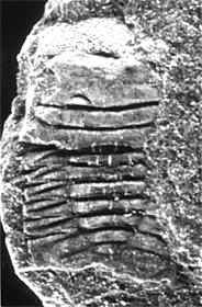 Ellipsotaphrus monophthalmus (KLOUCEK 1916), Lower Llanvirn, Ordovician, Ebbe Anticline, Germany.